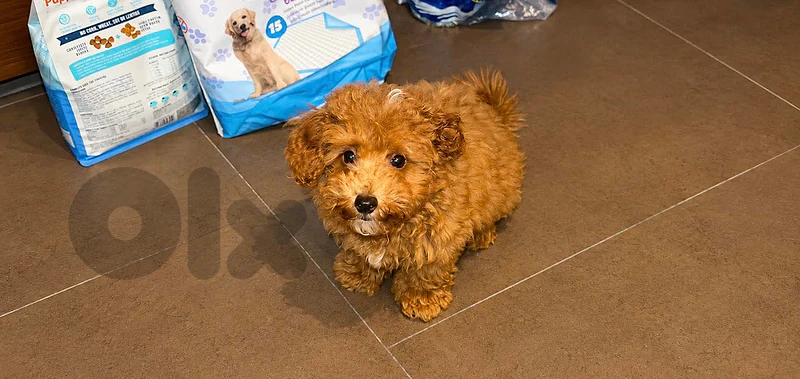 Toy Poodle