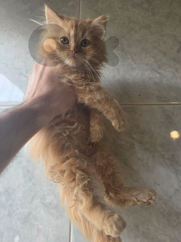 persian cat