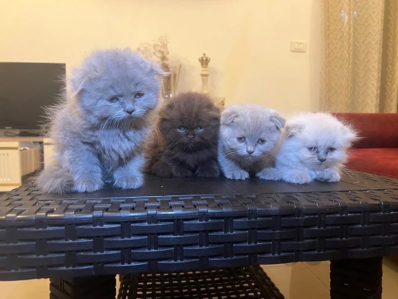 kitten