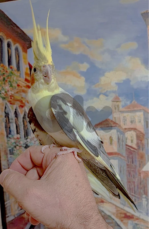verry friendly cockateil
