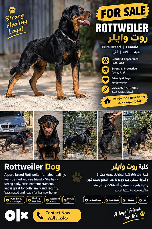 American Rottweiler