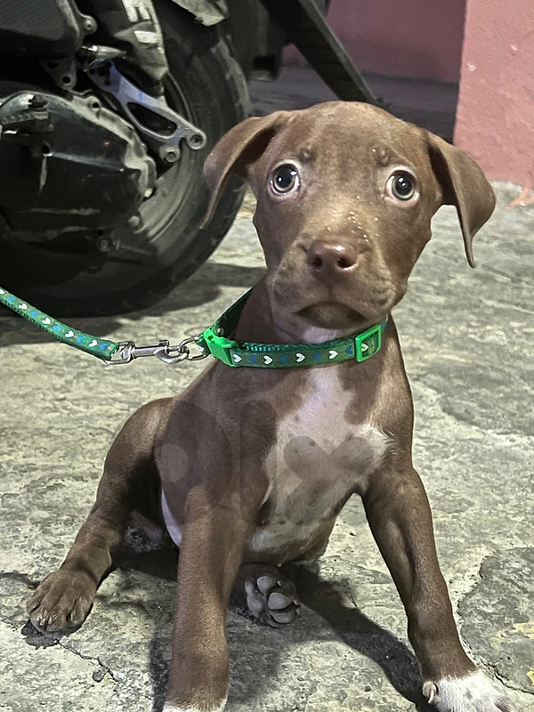 pitbull