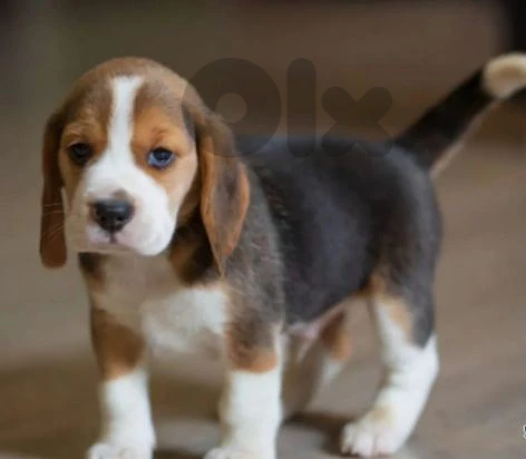 beagle puppy