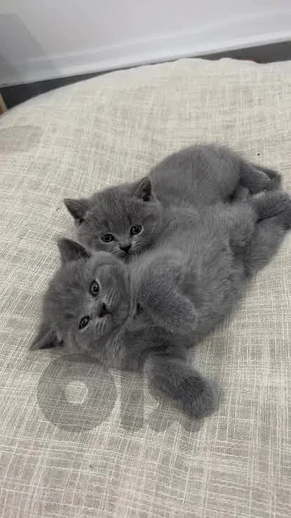 British kitten