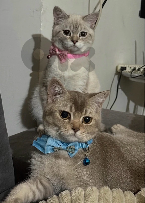 2 brittish shorthair cats