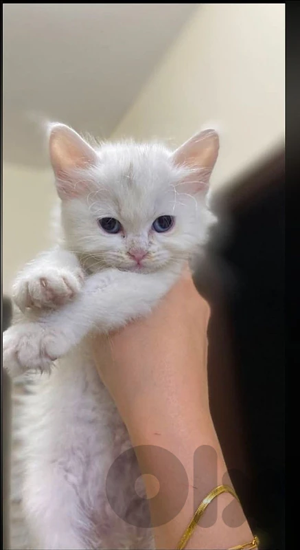 British for sale 76940954