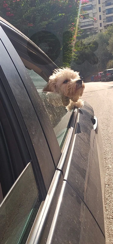 maltipoo maltipoo