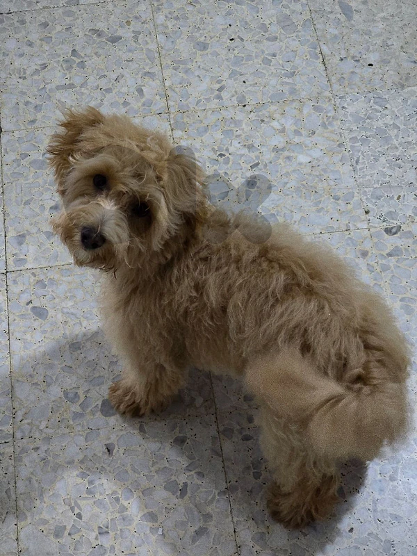 9 months old Maltipoo 9 months old Maltipoo