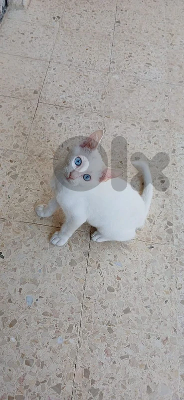 Turkish Angora
