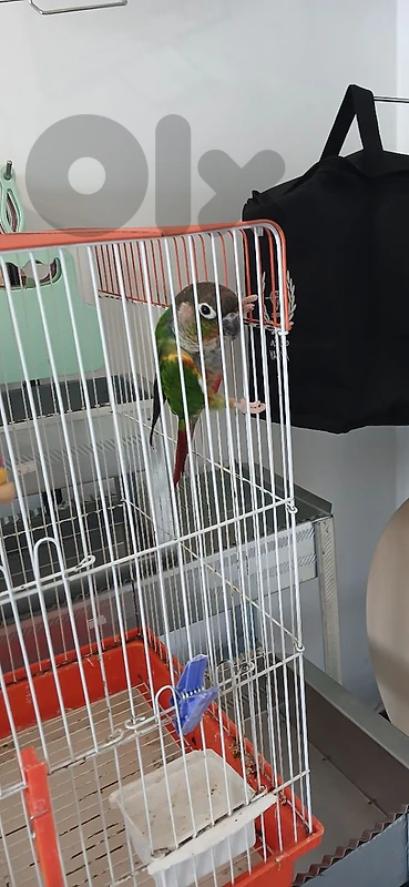 conure