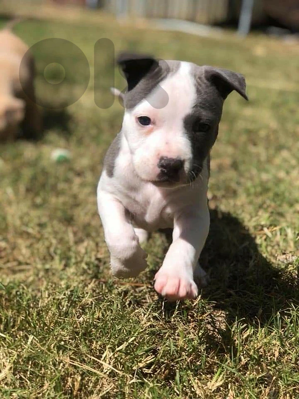 Pitbull Blue and White