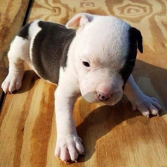 Pitbull Black and White puppy