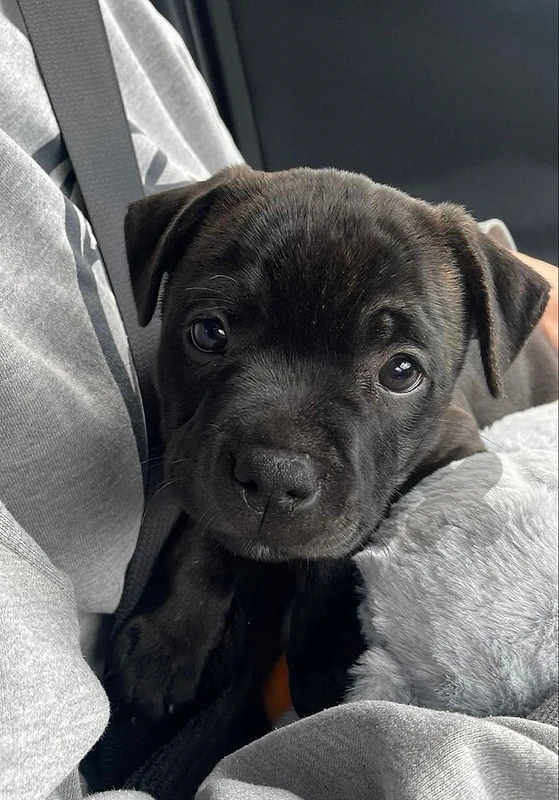 pitbull black
