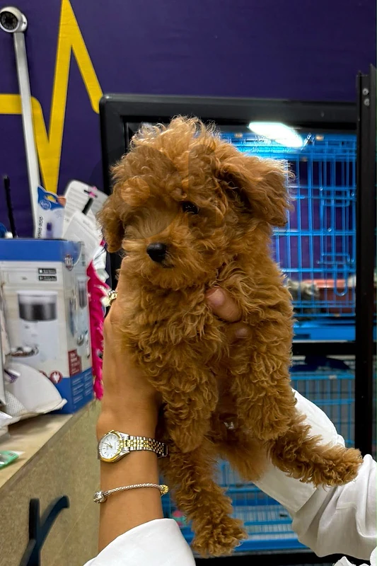 Toy Poodle