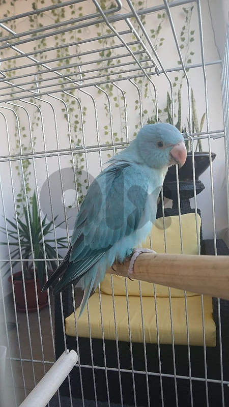 ببغاء دره هندي