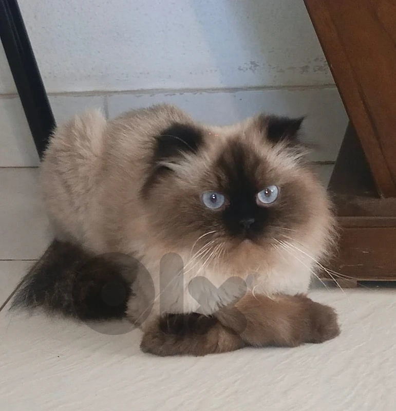 Himalayan for adoption