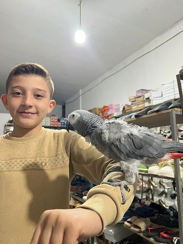 ببغاء كاسكو حكواتي