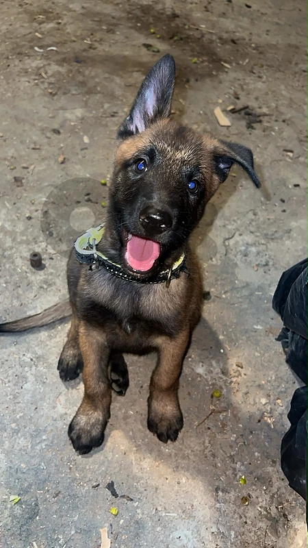 dog puppy pure malinoi