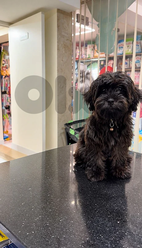 Brownie The Poodle