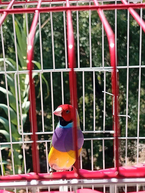 gouldian finch  حولديان فنش