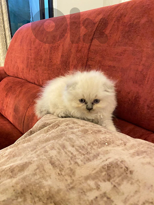kittens