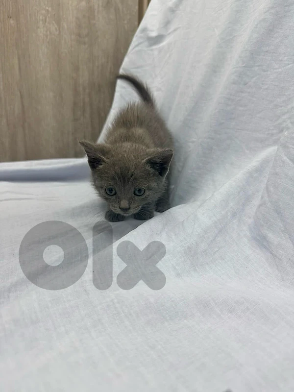 cute  cat