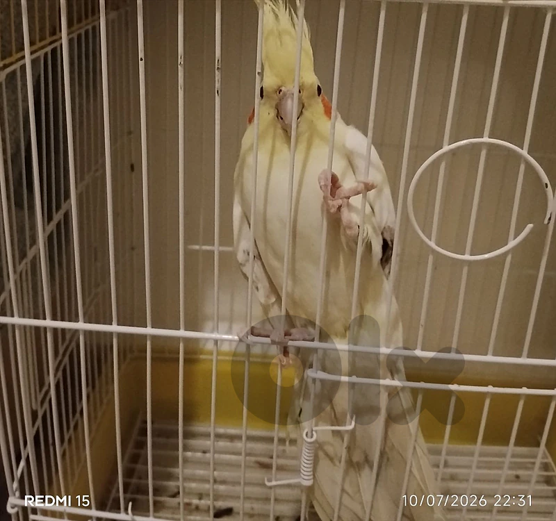 طير كروان ذكر أصفر مع القفص والأكل