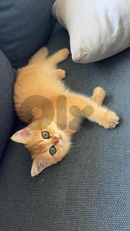 british shorthair