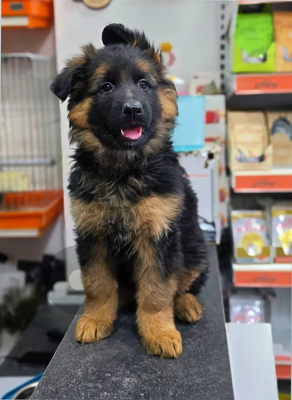 german shepherd german shepherd