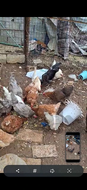 دجاج بلدي للبيع
