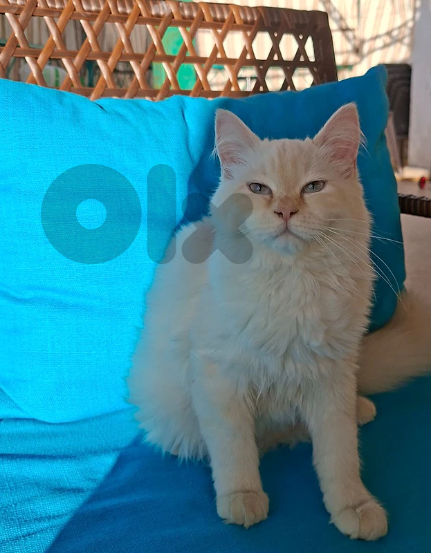 cat persan female