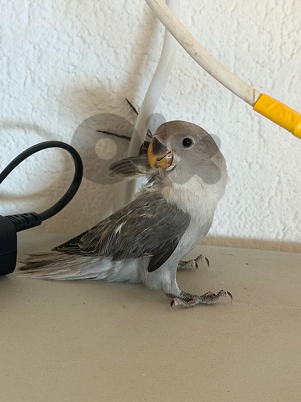 lovebird