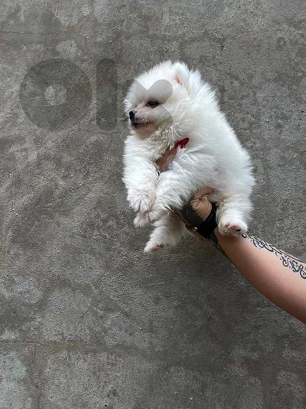 teacup pomeranian