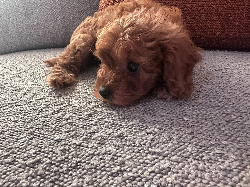 multipoo