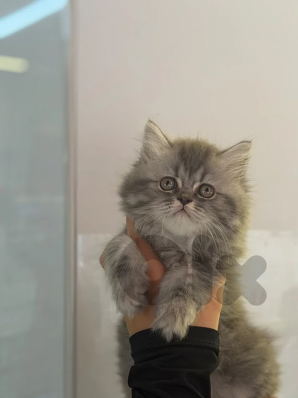 Beautiful Persian Kittens Available in Store/ Delivery