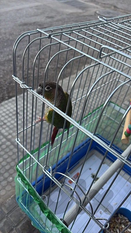 conure