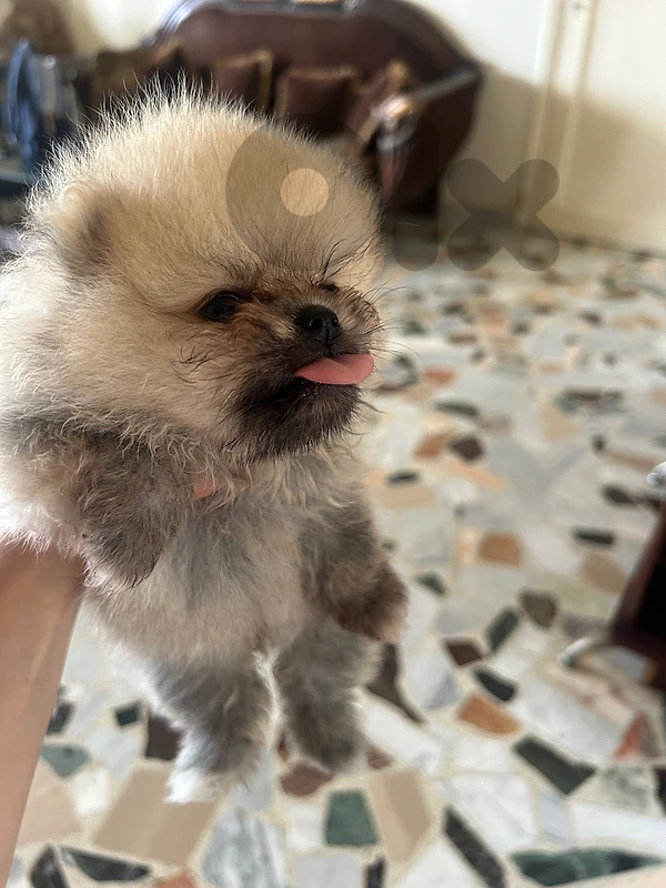 mini pomeranian mini pomeranian