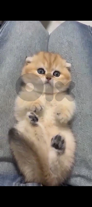 golden chanshilla