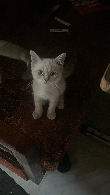 british 5 months kitten sor sale