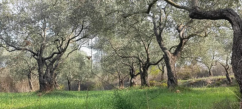 GM197CM Land for sale in Kferfahel-Koura- أرض للبيع في كفرحيل - الكورة