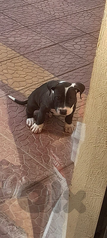 pure breeds pitbulls for sale