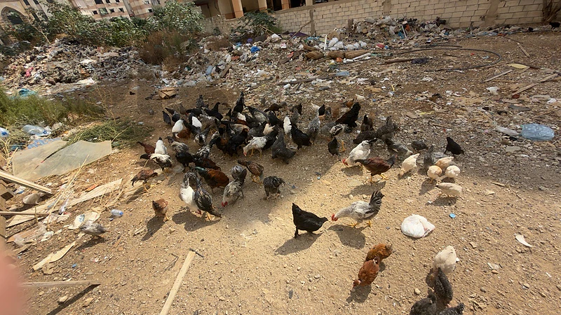 دجاج للبيع ديوك