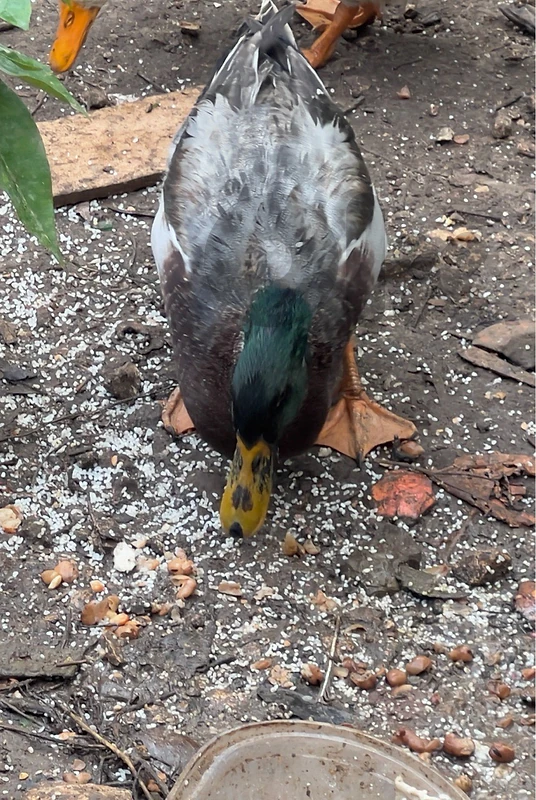Mallard local mix