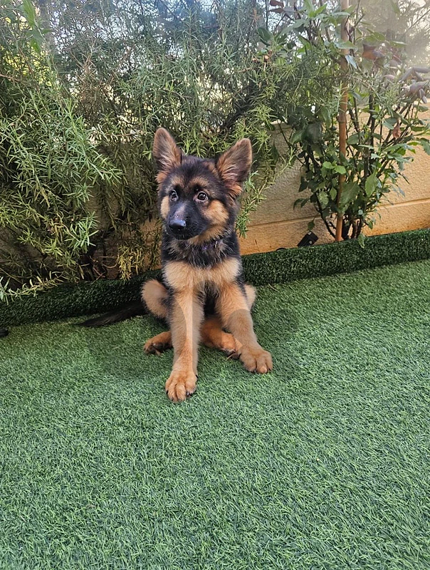 german shepherd german shepherd