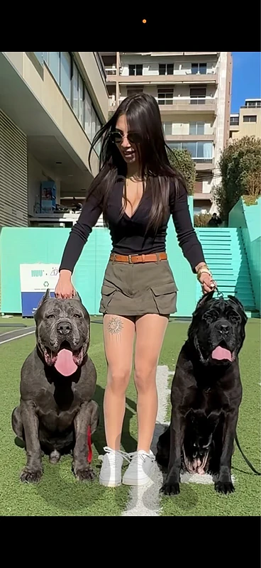 Cane corso Adult male and female