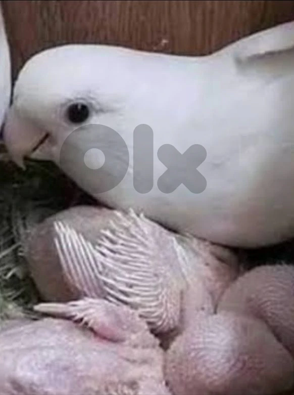 جوز روز مع ٥ فراخ