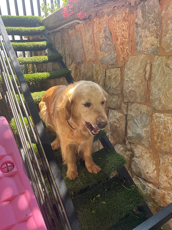 golden for adoption