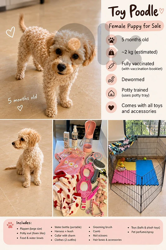 Female Toy Poodle Puppy – 5 Months Old | Fully Vaccinated