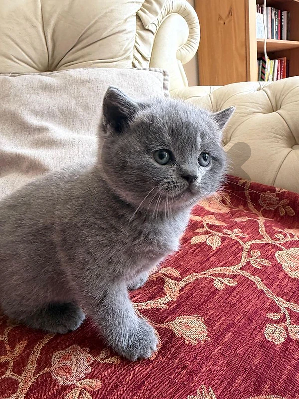 British kitten