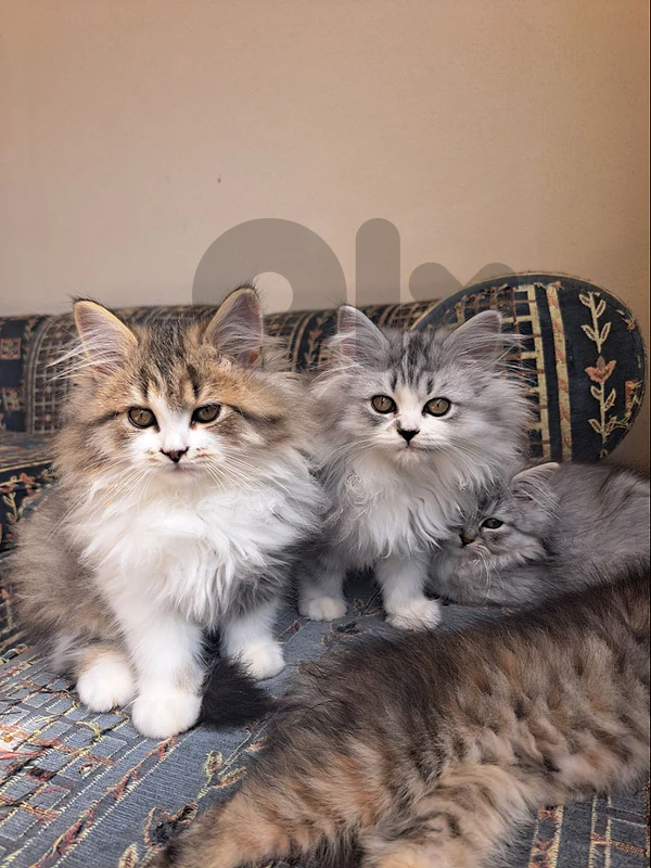 persian kitten for sale